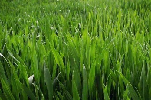 秋冬種及冬季農(nóng)業(yè)開發(fā)農(nóng)技行動(dòng)啟動(dòng)實(shí)施，推動(dòng)農(nóng)業(yè)種植技術(shù)升級