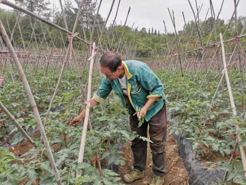 修文縣人大代表帶頭致富，產業發展與農業技術開發助推農民增收