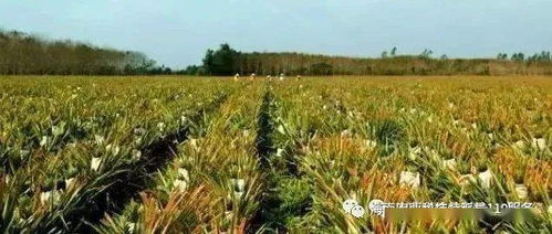 臨高科技特派員下鄉 以技術賦能農業，提升農戶種植水平