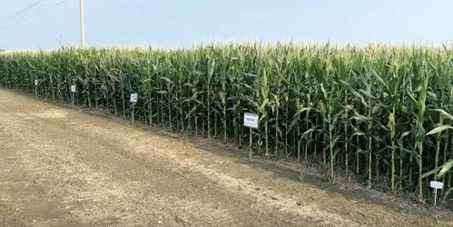 科技賦能，綠色共生 中化農(nóng)業(yè)MAP發(fā)布2024綠色高質(zhì)量發(fā)展報(bào)告，引領(lǐng)農(nóng)業(yè)種植技術(shù)開發(fā)新篇章