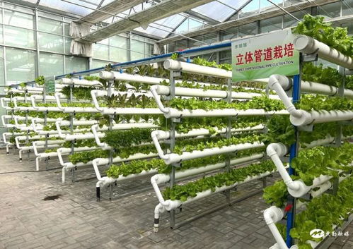 民勤縣紅旗谷現代智慧農業示范園 農旅融合促發展，鄉村振興產業旺