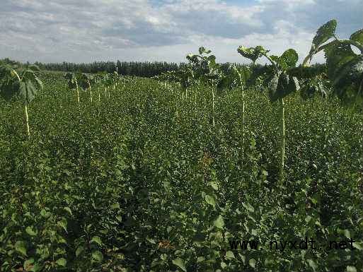 檸條育苗與造林技術(shù)及其在農(nóng)業(yè)種植中的開發(fā)應(yīng)用