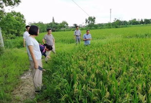 暴力梅雨肆虐愁煞農業種植戶，農技專家分赴田頭指導災后自救與技術開發
