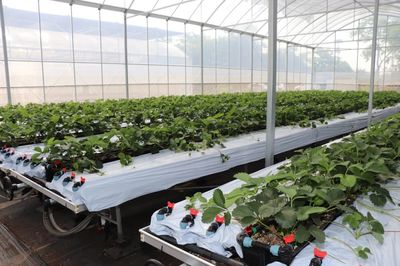 遇見“莓”好！鹽都“田間學院”助力草莓產業走向世界