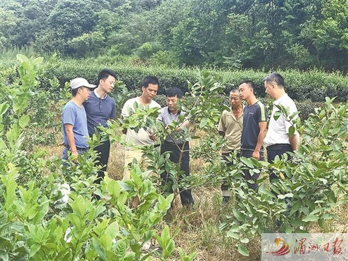 科技特派員賦能農(nóng)業(yè)創(chuàng)新，莆田譜寫(xiě)產(chǎn)業(yè)增收新篇章