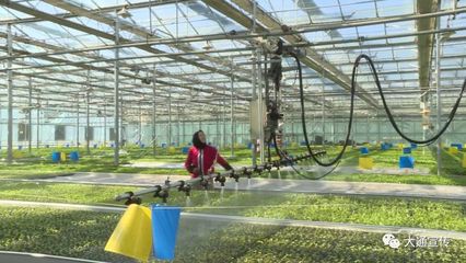 大通設(shè)施農(nóng)業(yè)園區(qū)育苗基地有序復(fù)產(chǎn)，優(yōu)質(zhì)種苗與技術(shù)創(chuàng)新引領(lǐng)農(nóng)戶(hù)發(fā)展