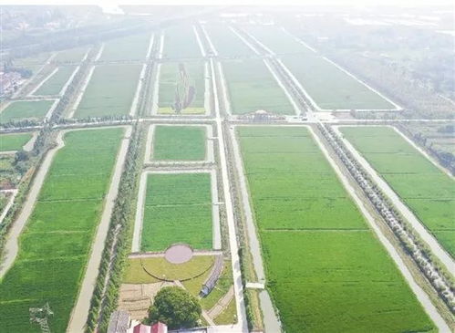 從單一種植到現(xiàn)代農(nóng)業(yè) 中國(guó)農(nóng)業(yè)產(chǎn)業(yè)聯(lián)合體的崛起與技術(shù)革新