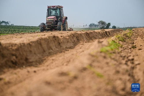 科技賦能，農旅融合——千畝仙人掌基地繪就鄉村振興新畫卷